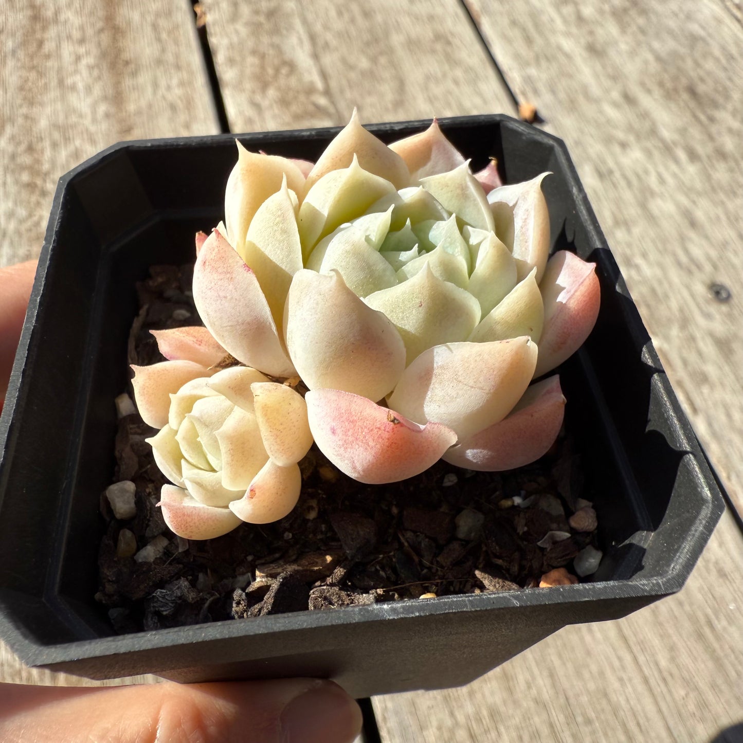 1305 Echeveria Elegans 'Alba' aka White Elegans