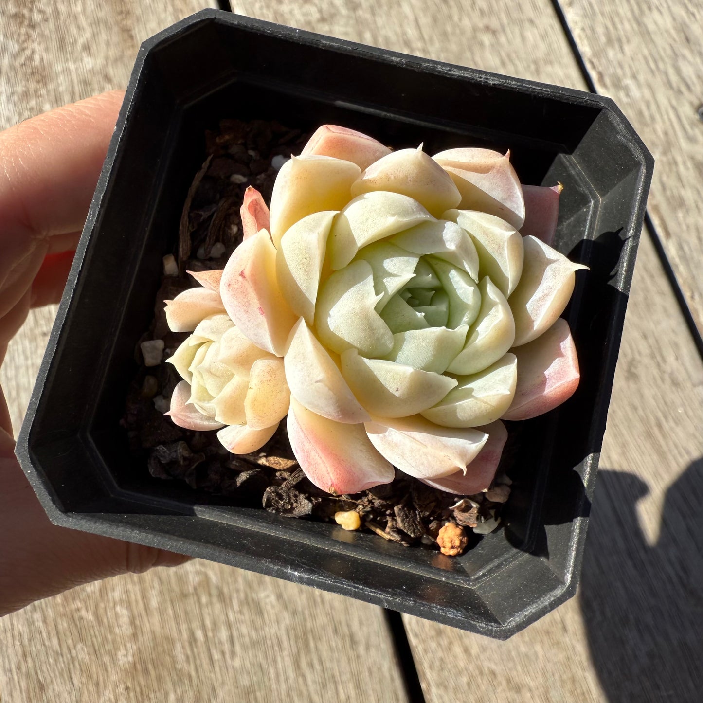 1305 Echeveria Elegans 'Alba' aka White Elegans