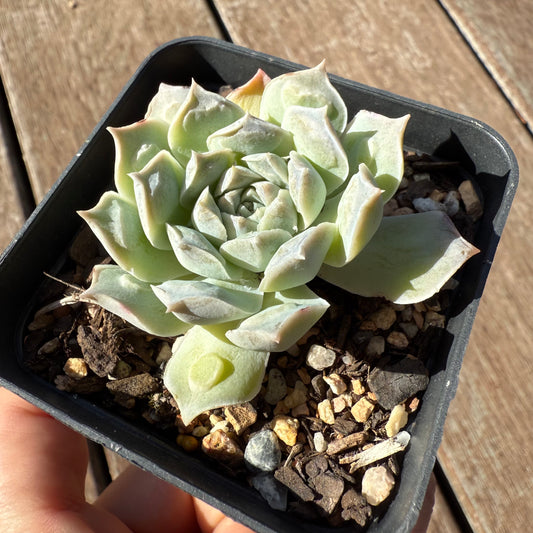 1305 Echeveria Heart's Choice