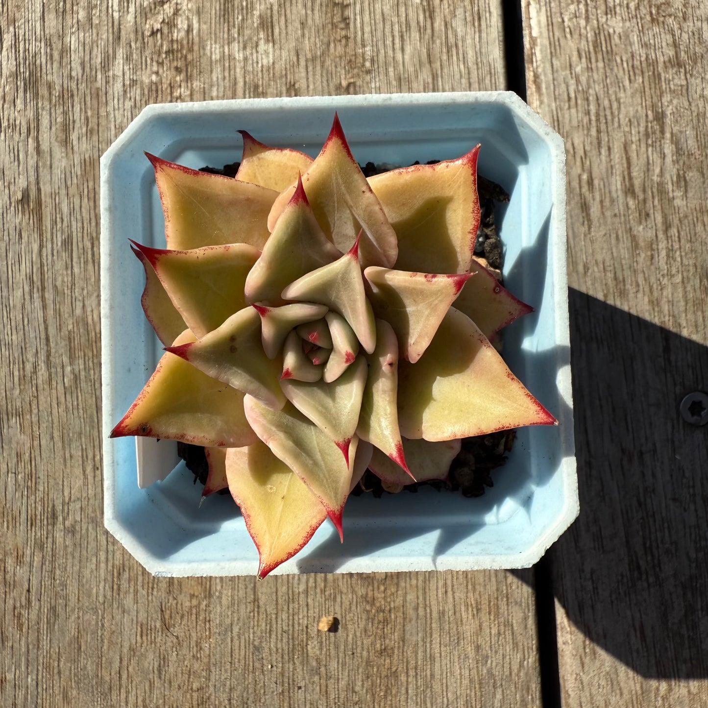 1305 Echeveria Madiba / Pink Lips