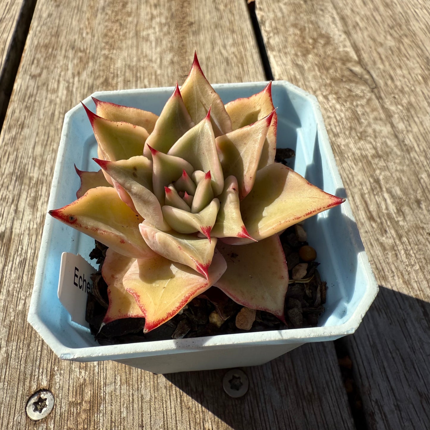 1305 Echeveria Madiba / Pink Lips