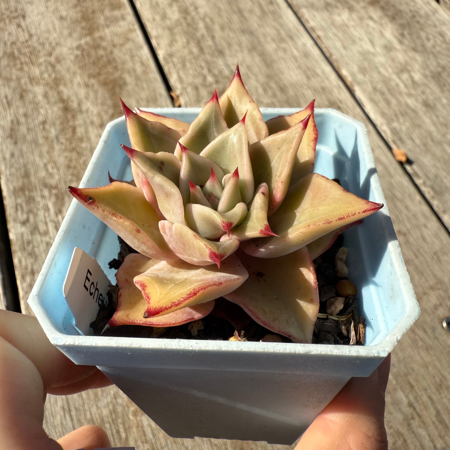 1305 Echeveria Madiba / Pink Lips