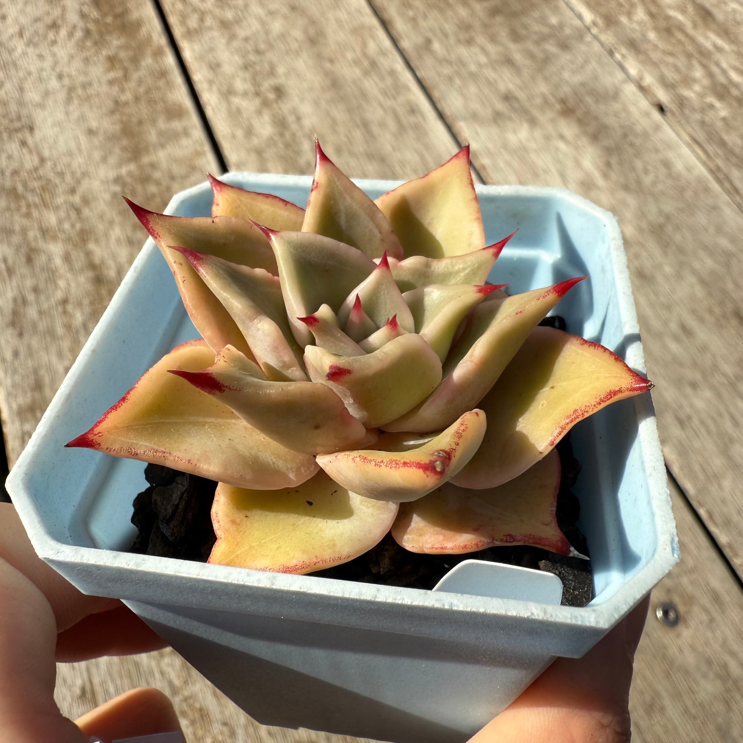1305 Echeveria Madiba / Pink Lips