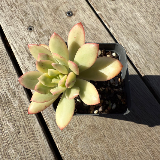 1305 Echeveria Minibell Variegata