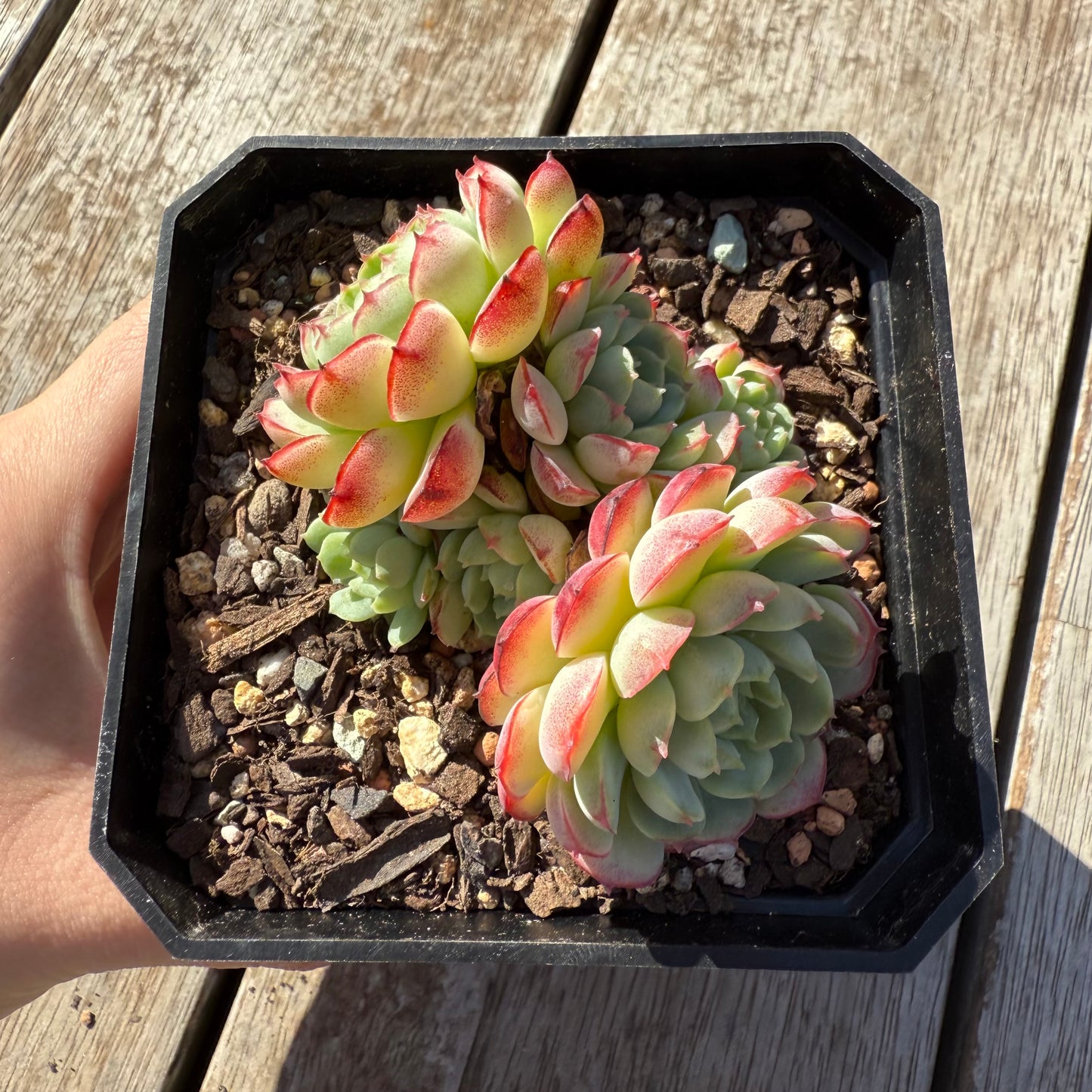 1305 Echeveria Minima Hybrid