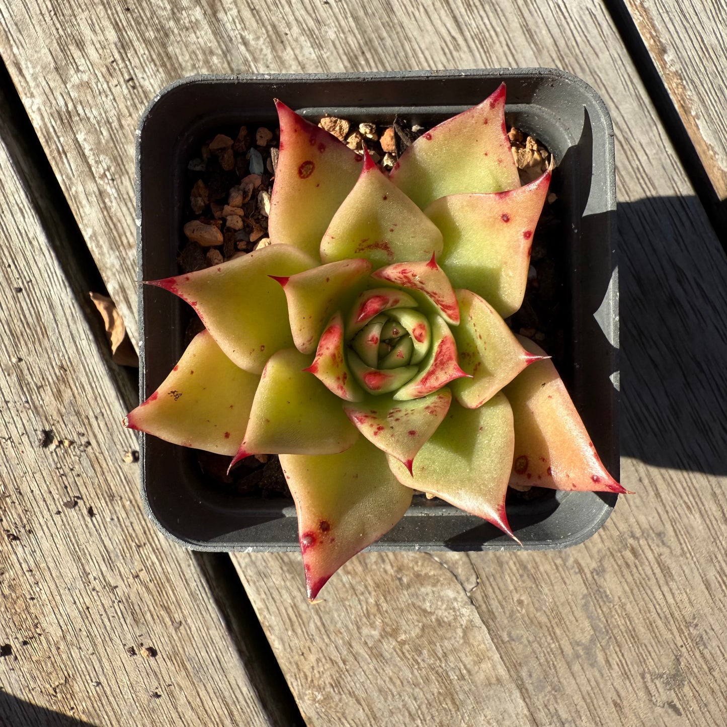 1305 Echeveria Ppi Ppi Saeu