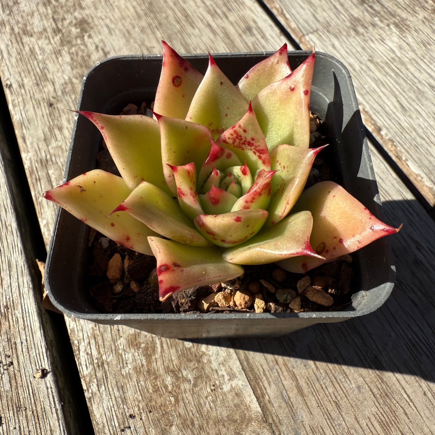 1305 Echeveria Ppi Ppi Saeu