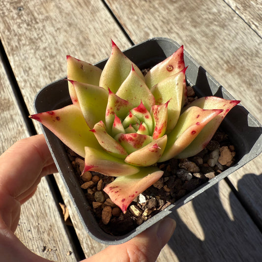1305 Echeveria Ppi Ppi Saeu