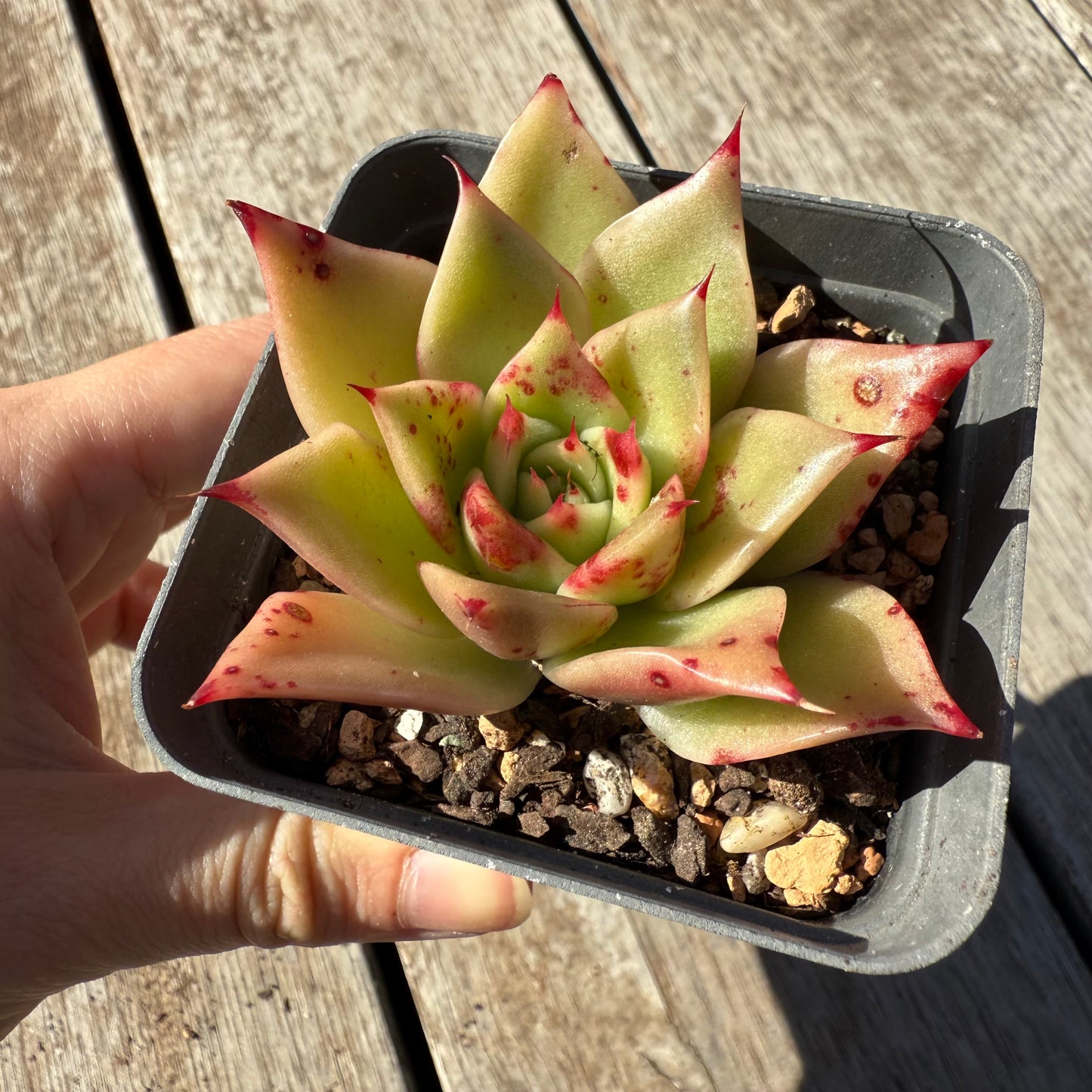1305 Echeveria Ppi Ppi Saeu