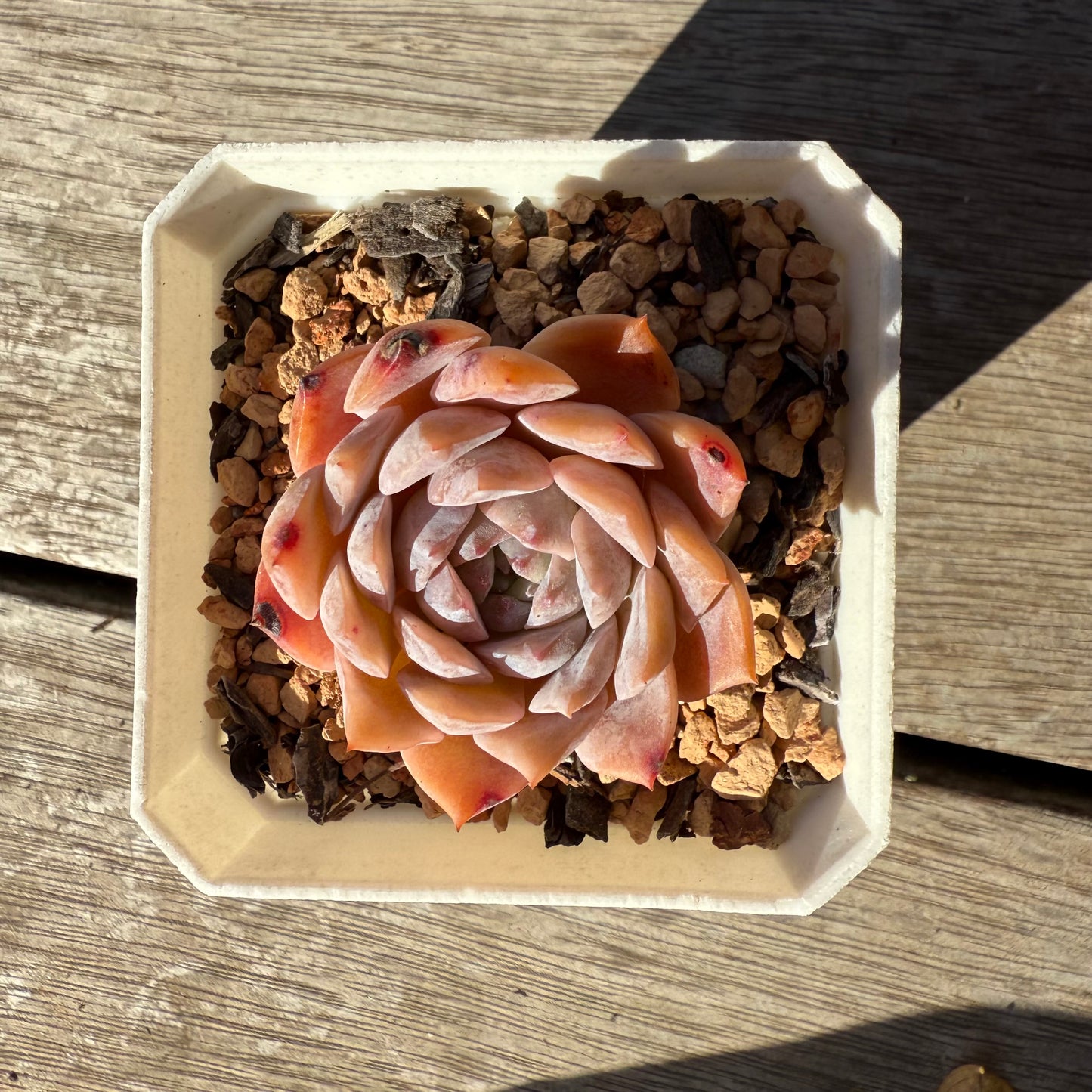 1305 Echeveria Pure Love