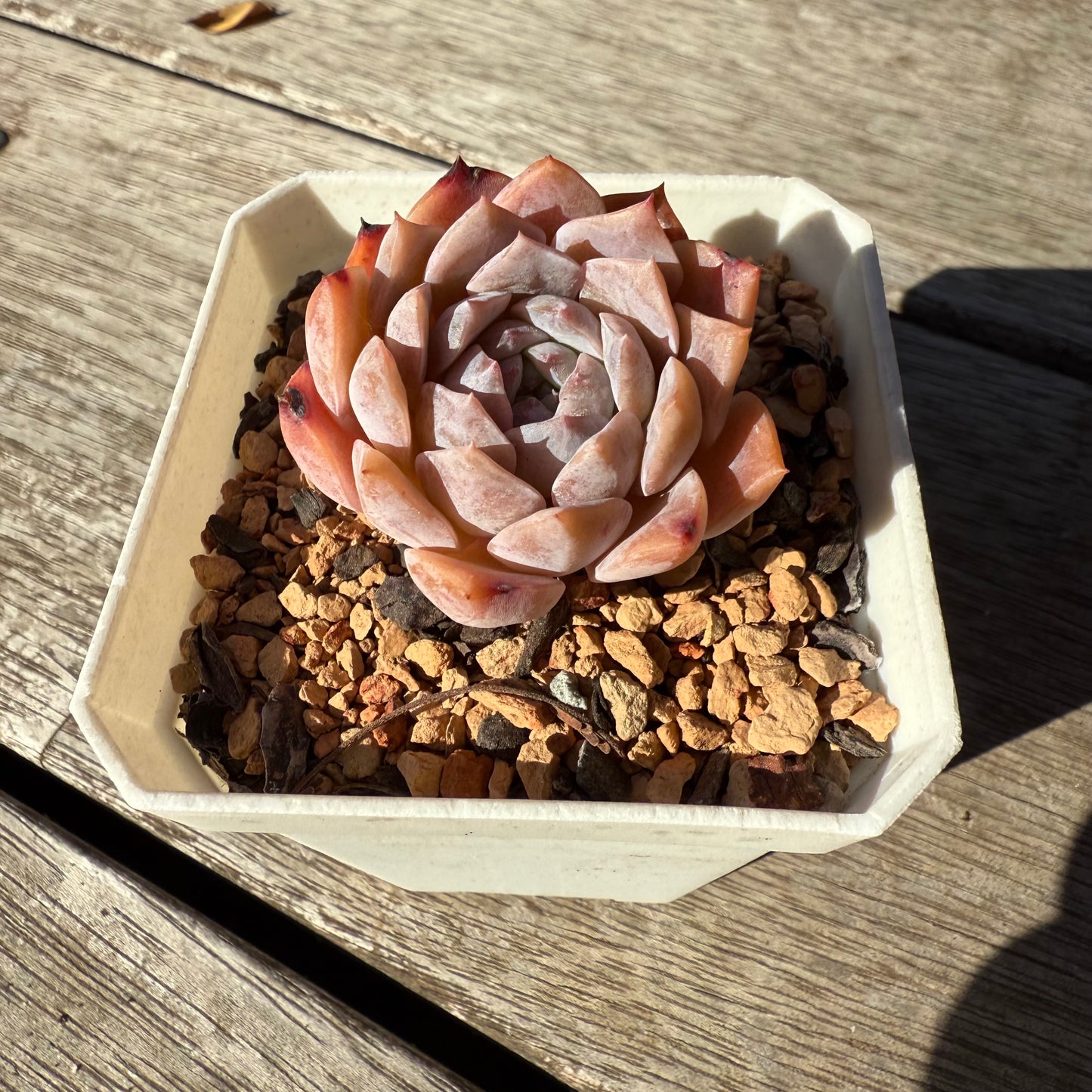 1305 Echeveria Pure Love