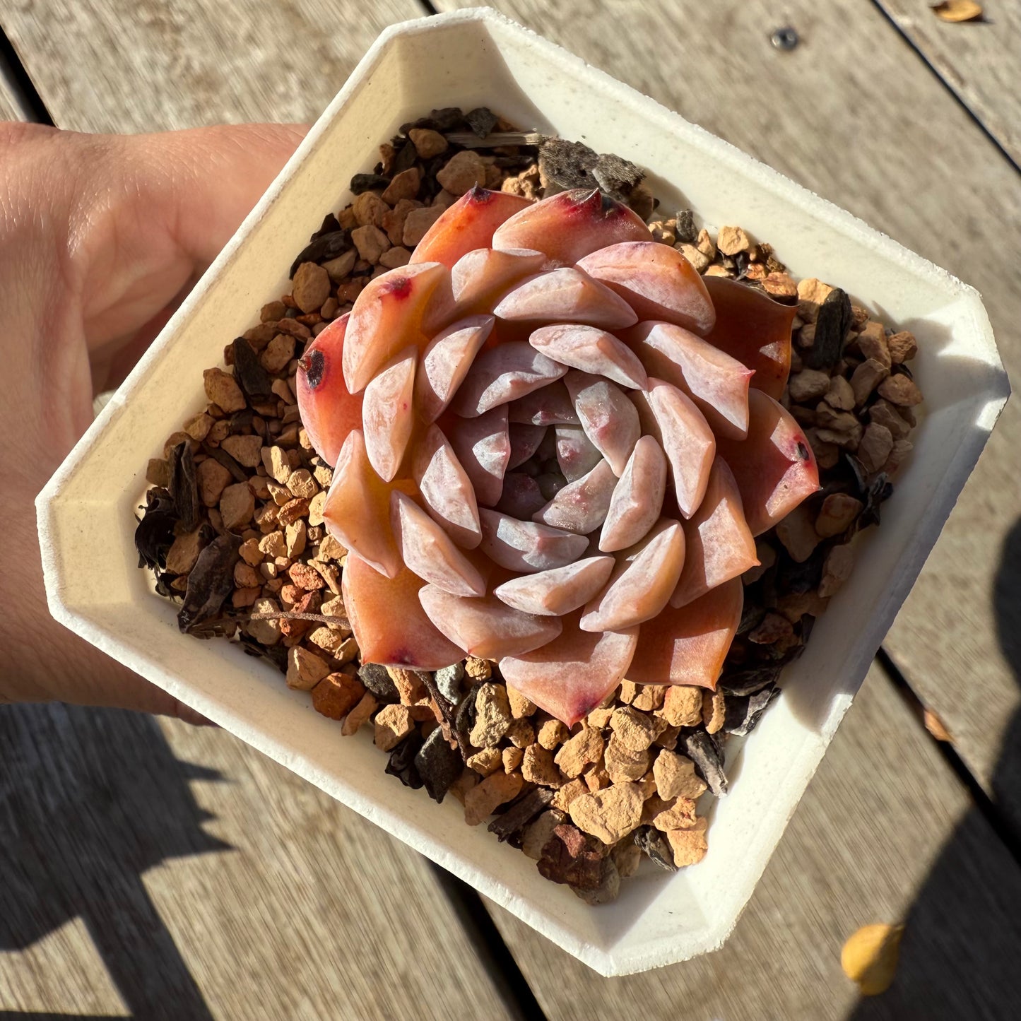 1305 Echeveria Pure Love