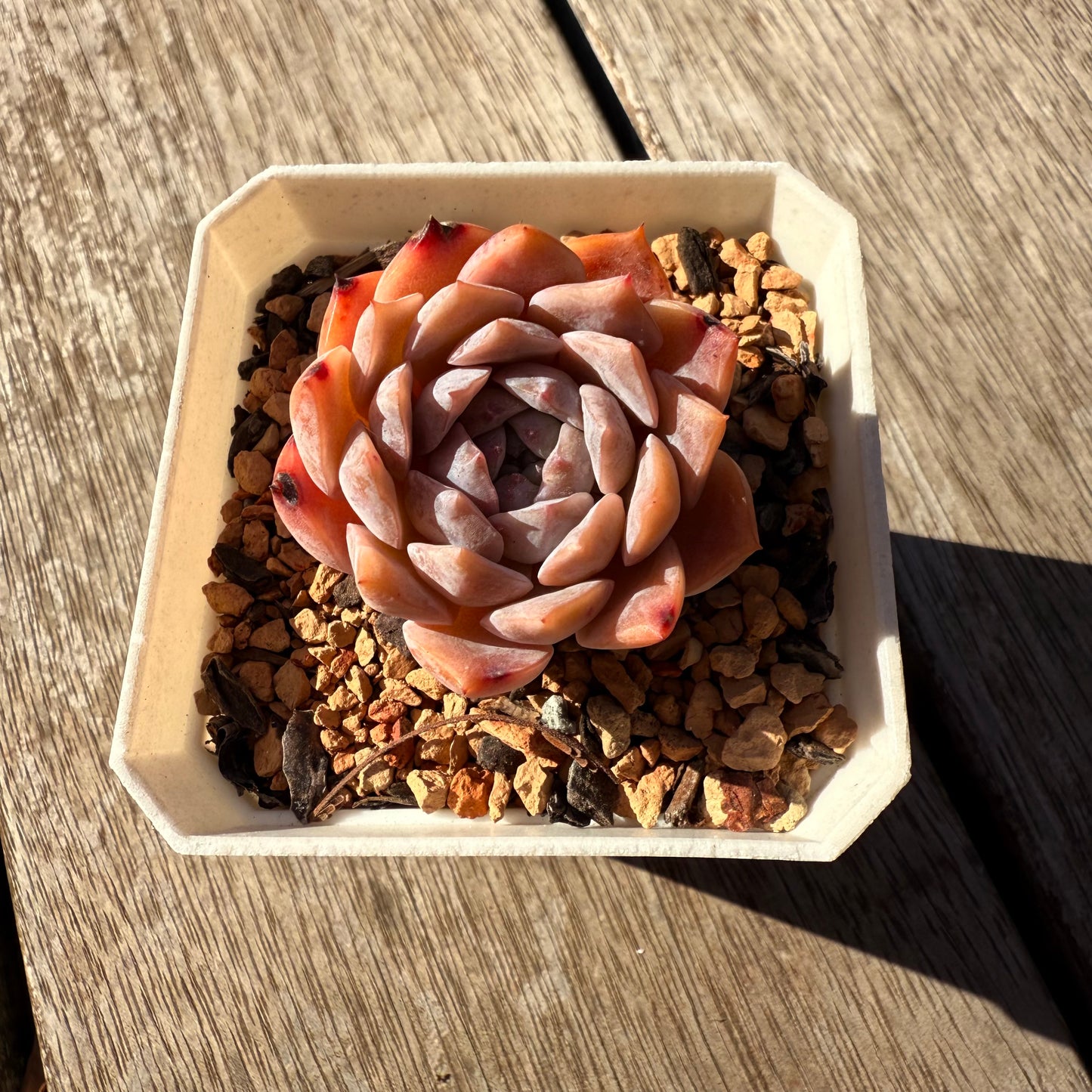 1305 Echeveria Pure Love