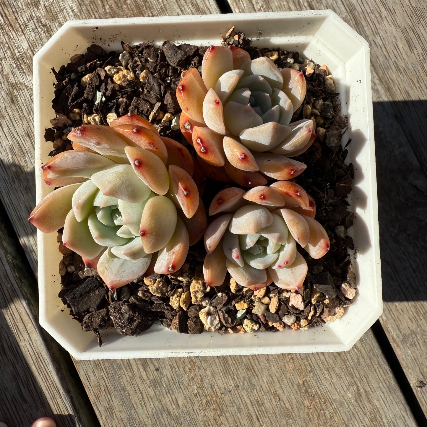 1305 Echeveria Tangy Orange