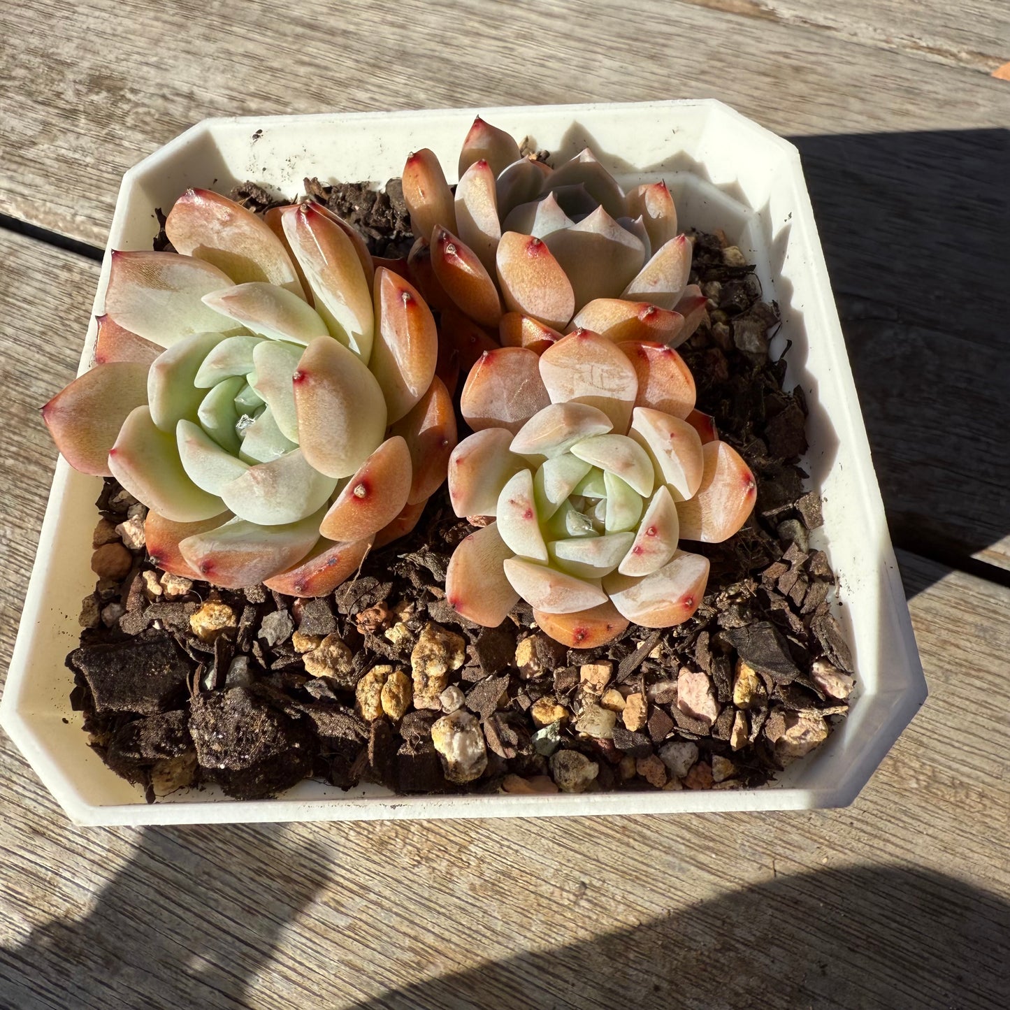 1305 Echeveria Tangy Orange