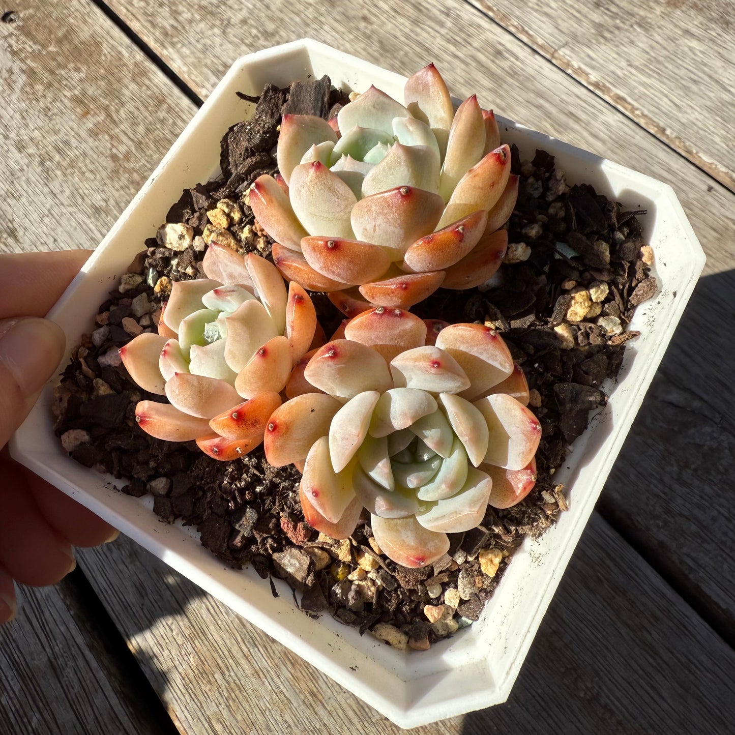 1305 Echeveria Tangy Orange