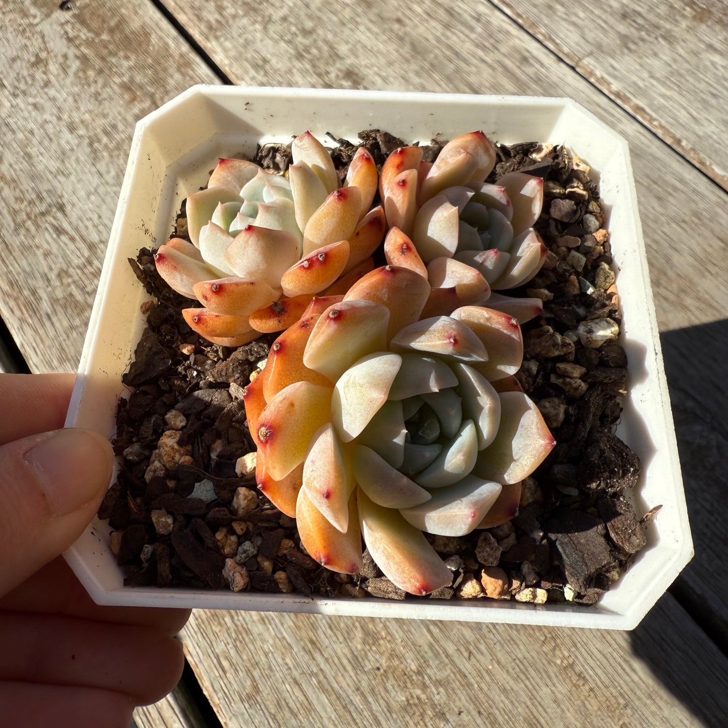 1305 Echeveria Tangy Orange