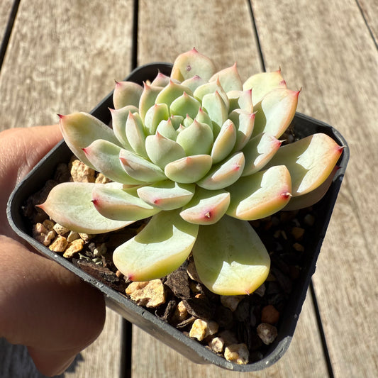 1305 Echeveria 'Solitary'
