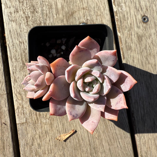 1305 Graptoveria Milky Way