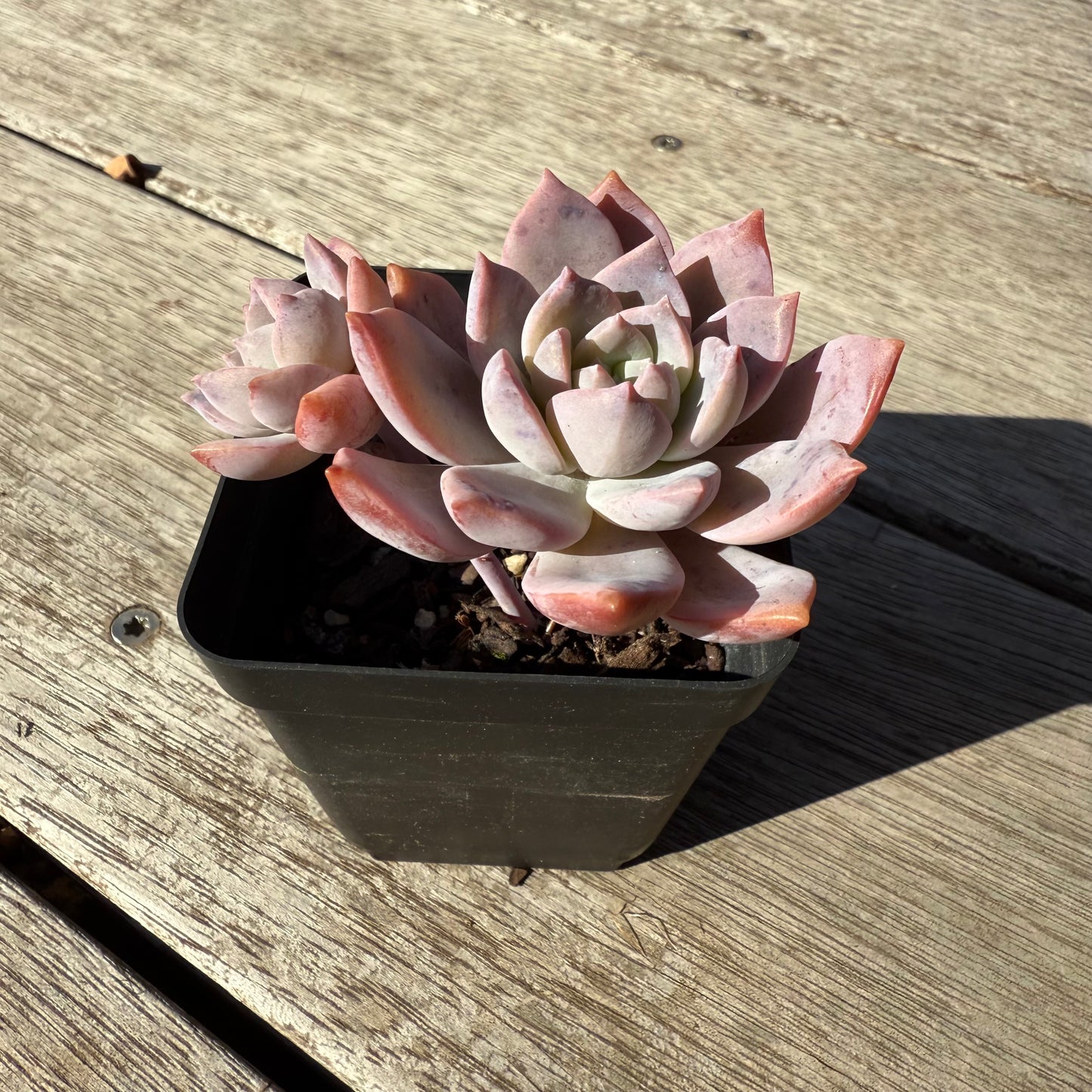 1305 Graptoveria Milky Way