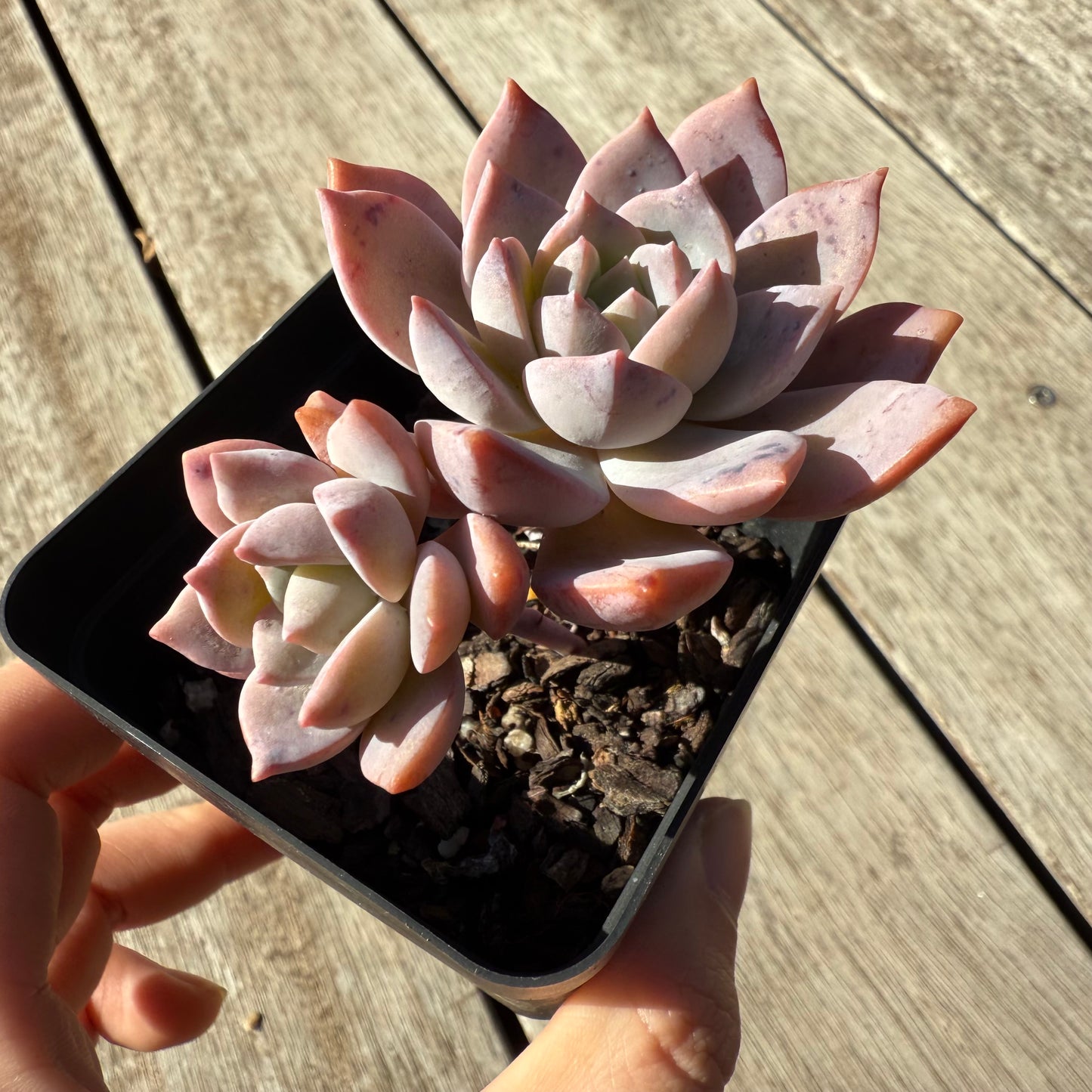 1305 Graptoveria Milky Way