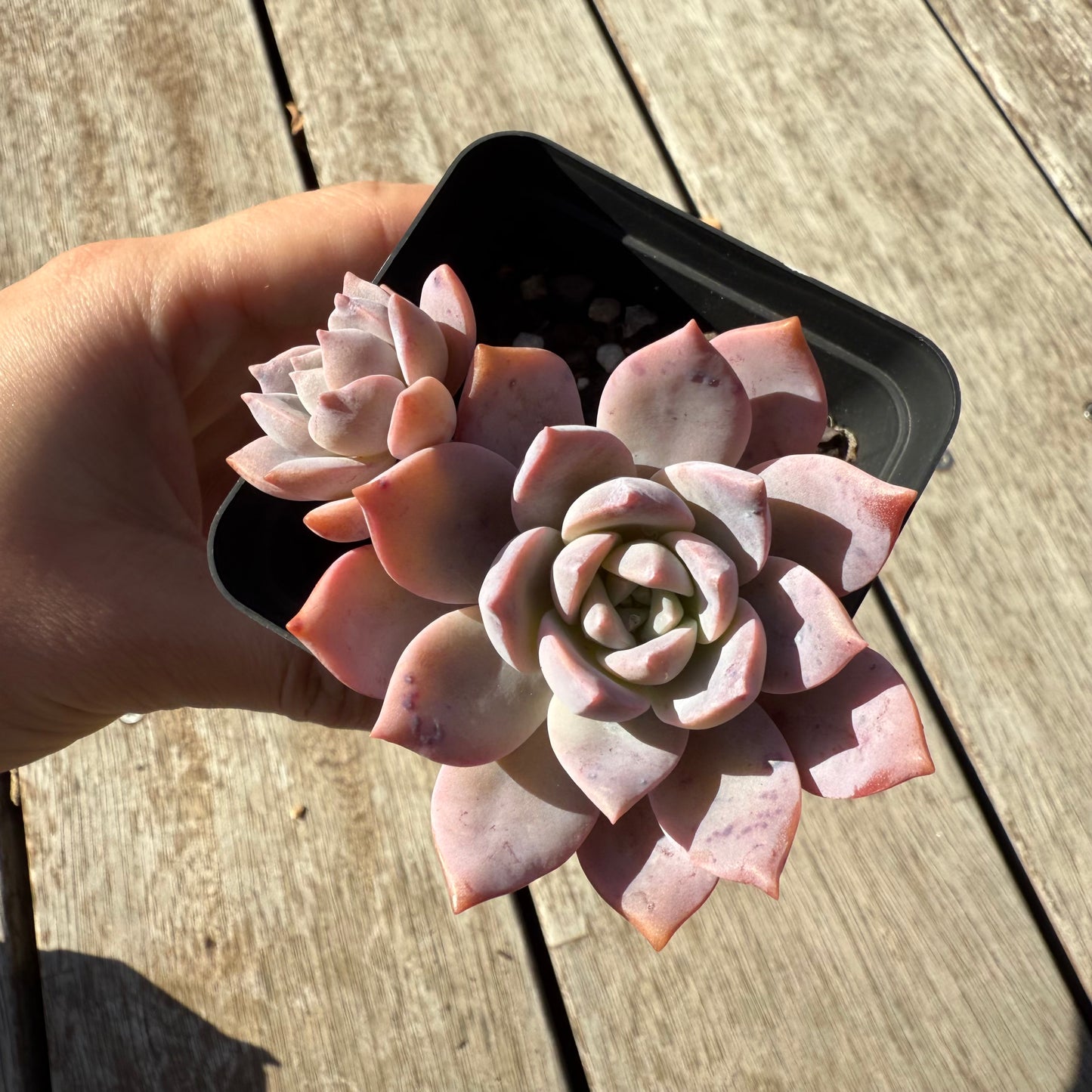 1305 Graptoveria Milky Way
