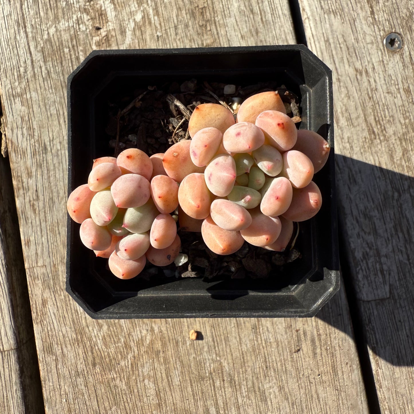 1305 Graptoveria Orange Sherbet