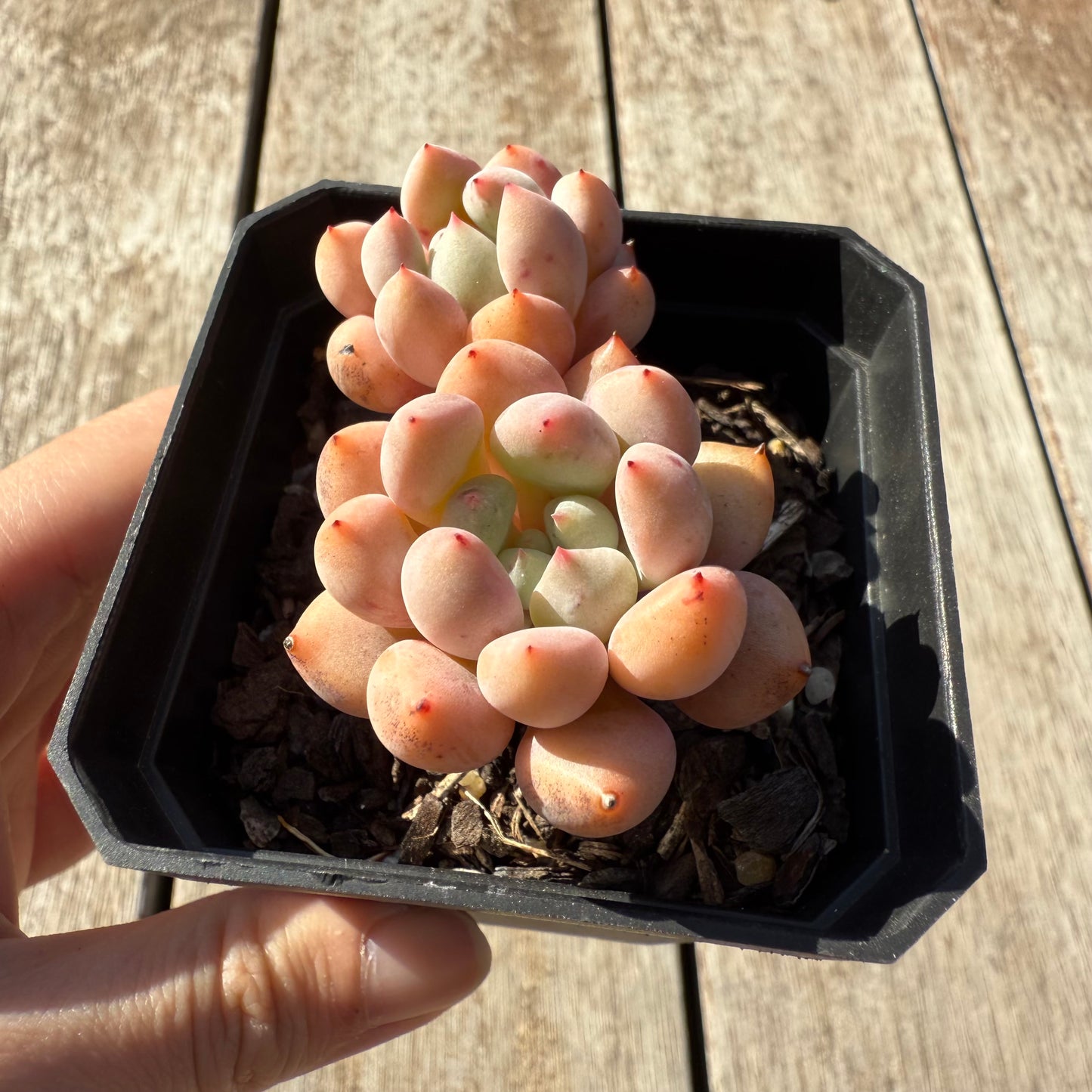 1305 Graptoveria Orange Sherbet