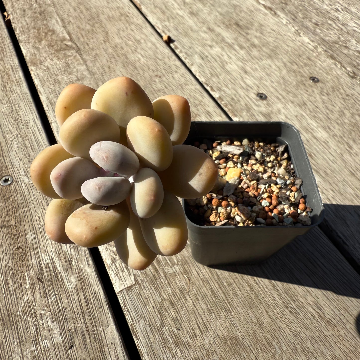 1305 Pachyphytum Oviferum