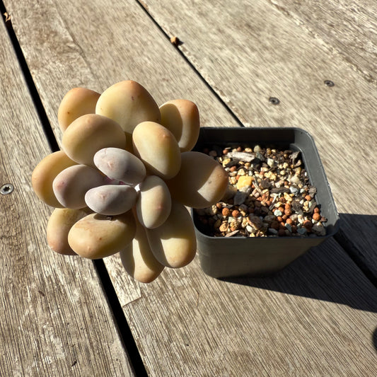 1305 Pachyphytum Oviferum
