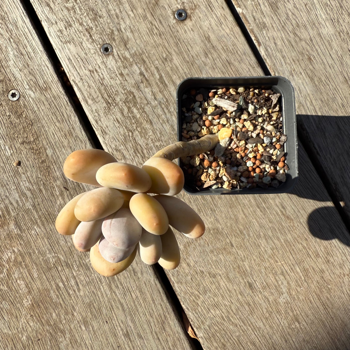 1305 Pachyphytum Oviferum