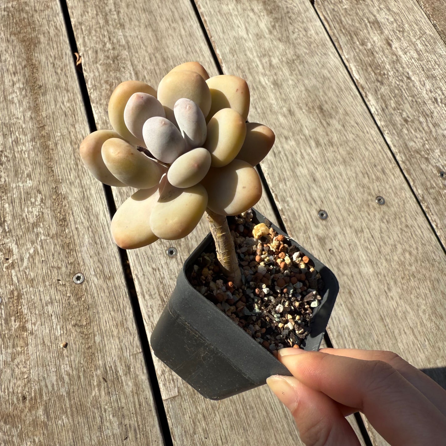 1305 Pachyphytum Oviferum