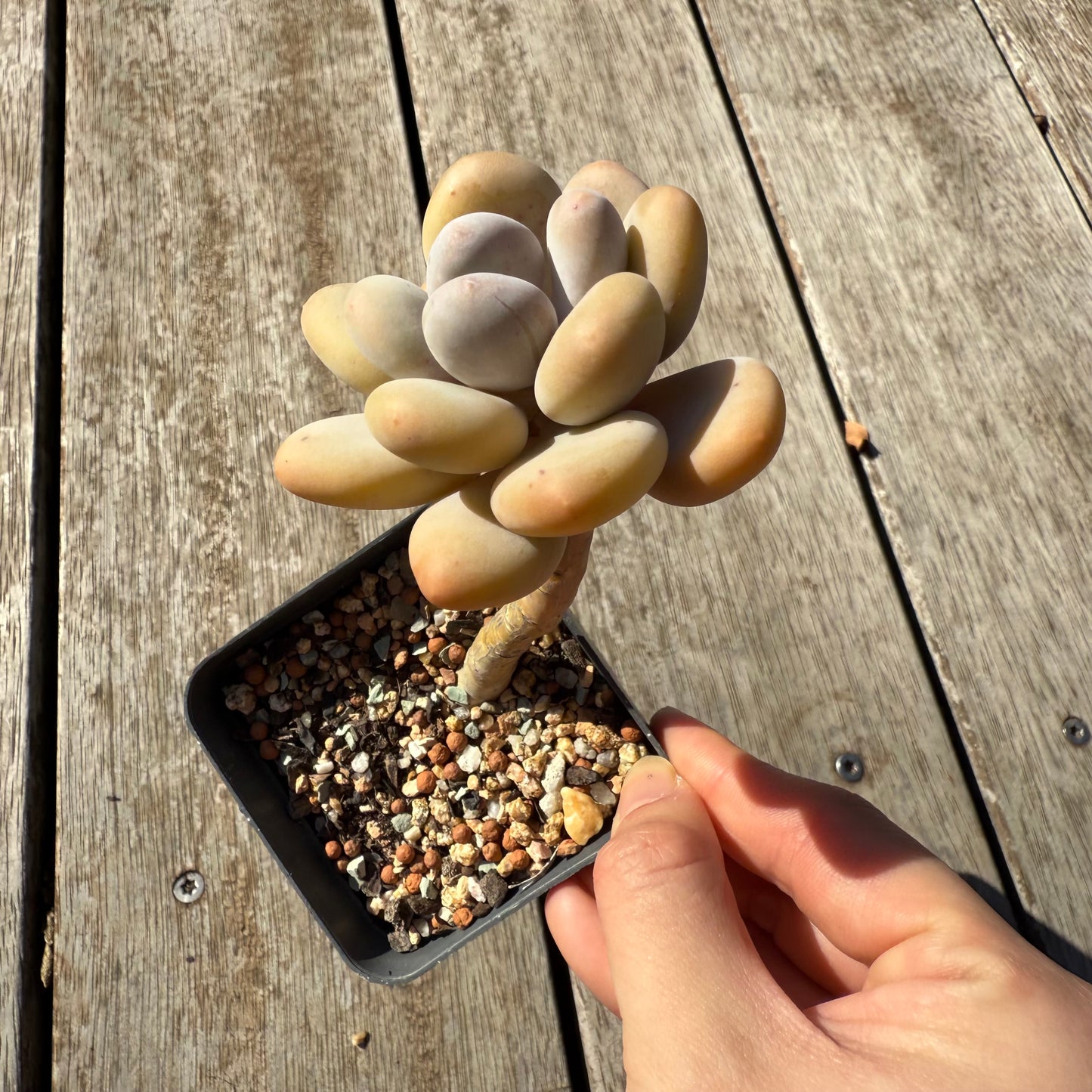 1305 Pachyphytum Oviferum