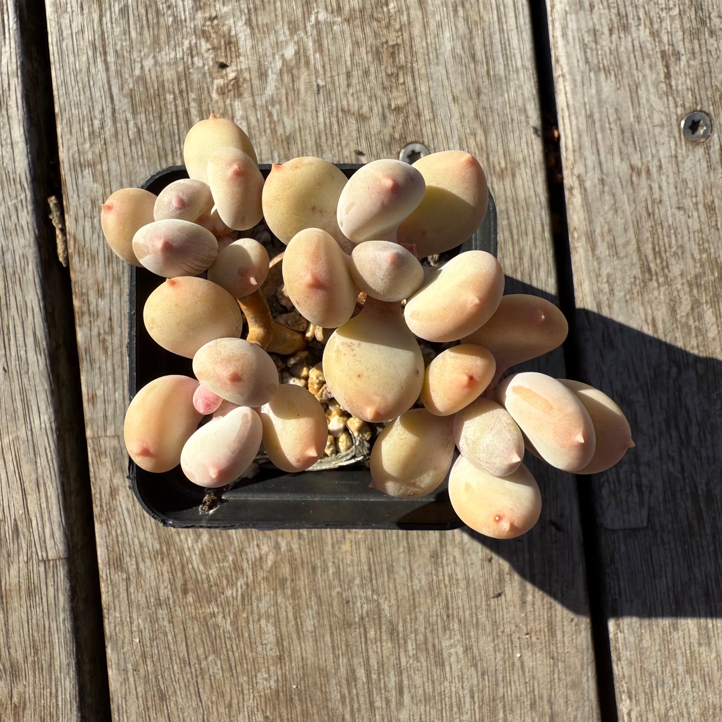 1305 Pachyphytum Apple / Pink Tips (Multi)