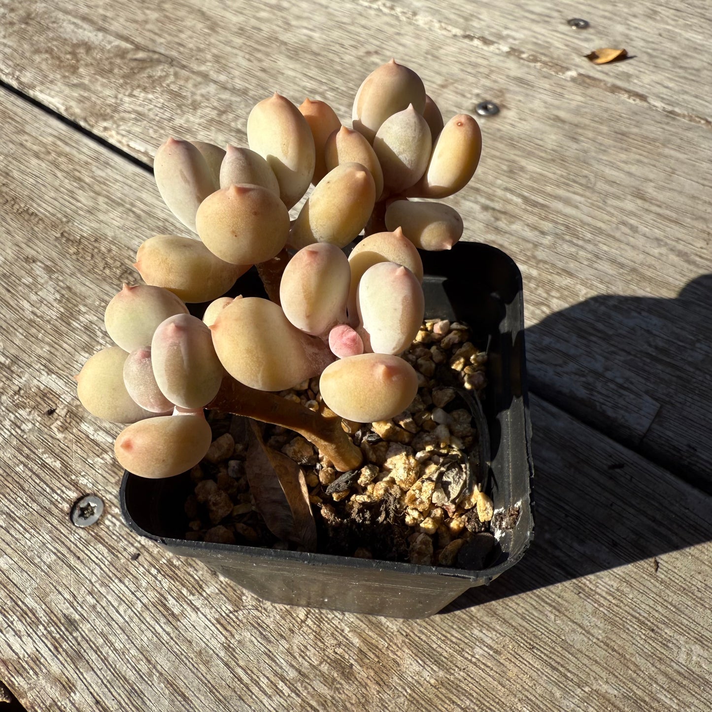 1305 Pachyphytum Apple / Pink Tips (Multi)