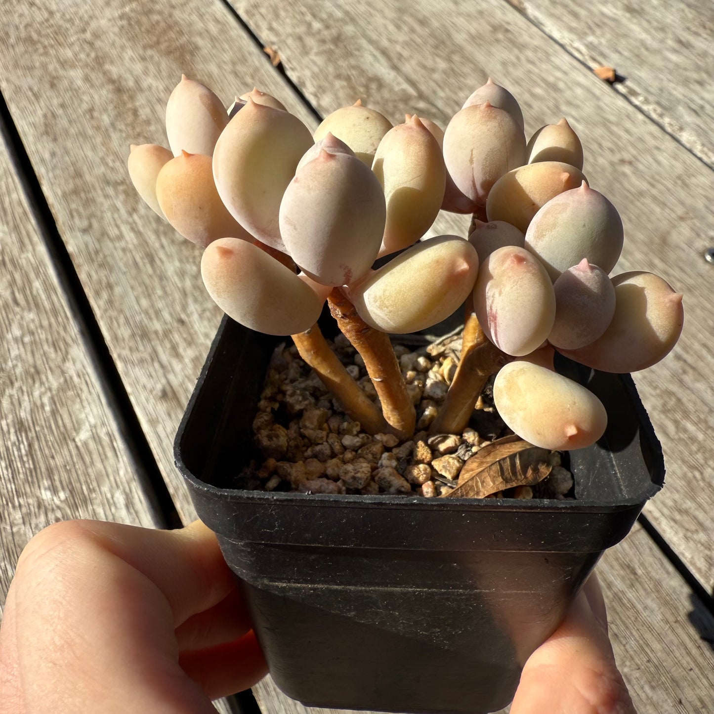 1305 Pachyphytum Apple / Pink Tips (Multi)