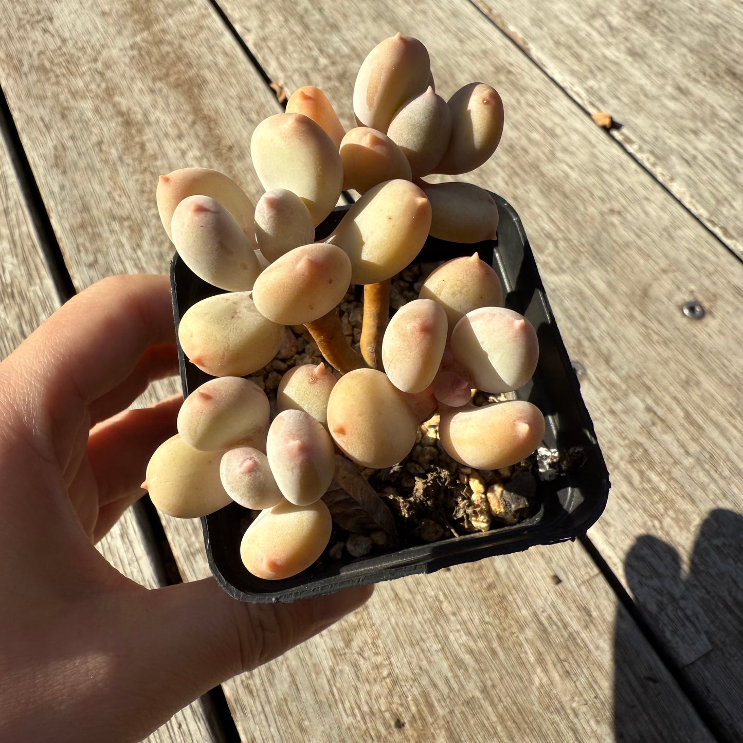 1305 Pachyphytum Apple / Pink Tips (Multi)