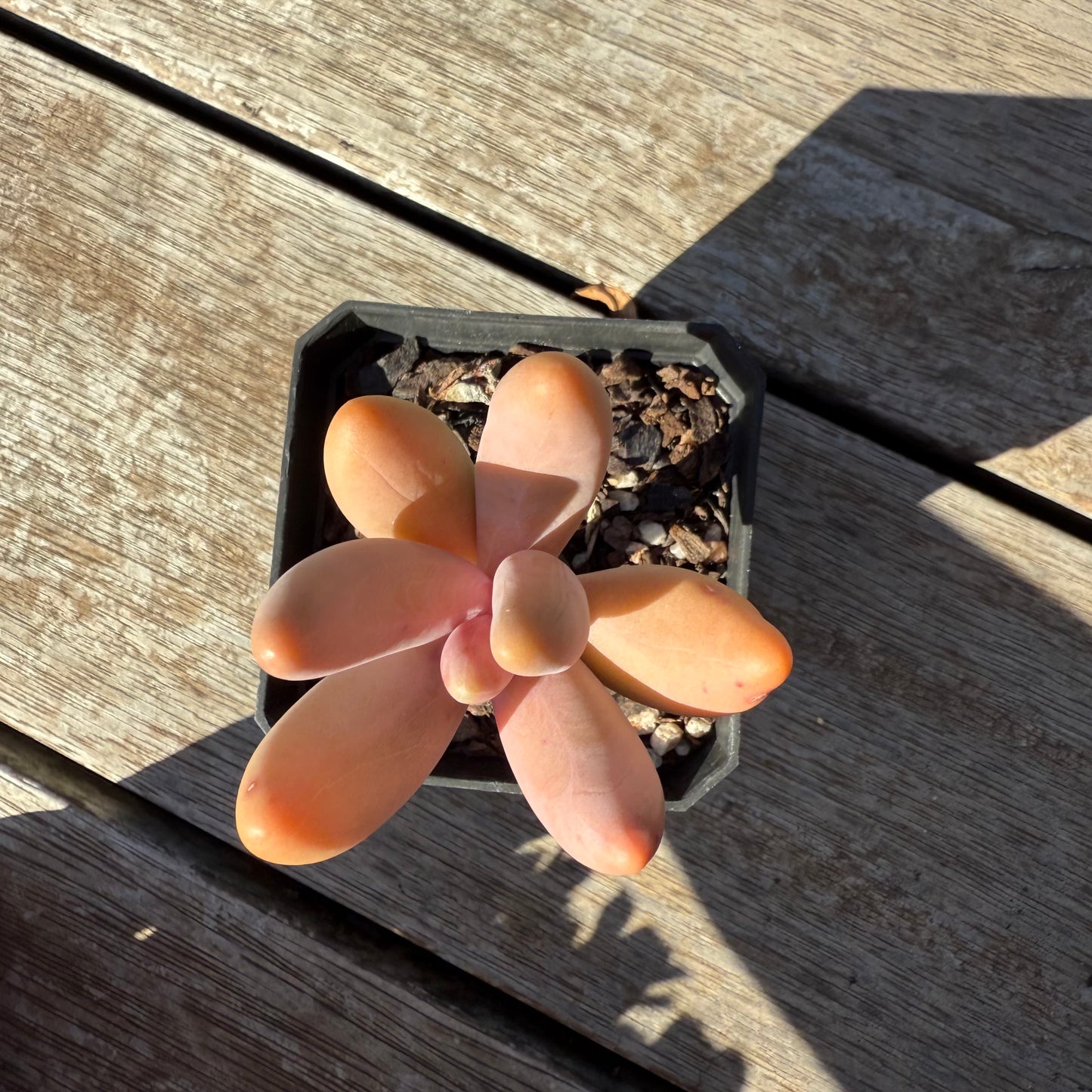 1305 Pachysedum Ganzhou