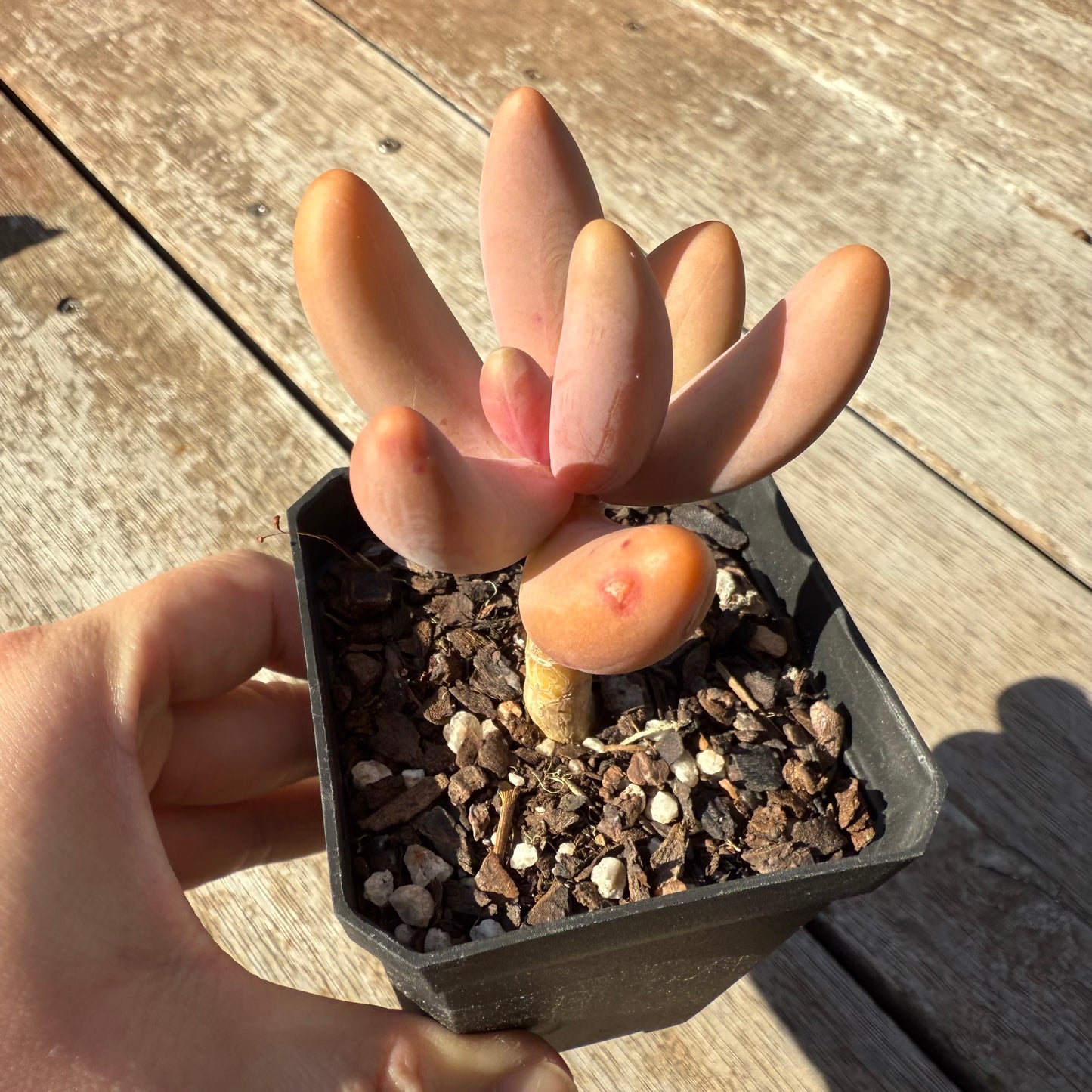 1305 Pachysedum Ganzhou