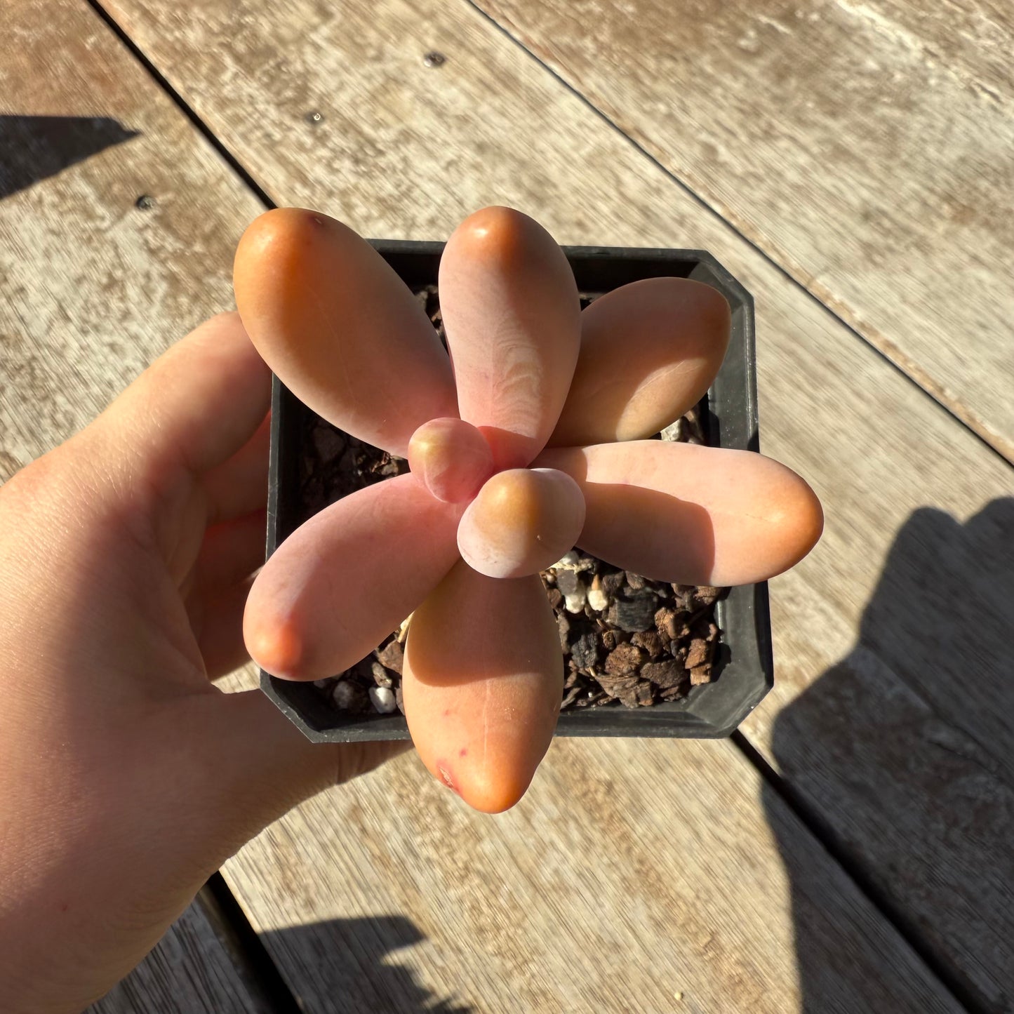 1305 Pachysedum Ganzhou