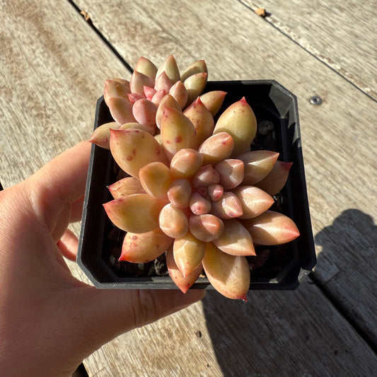 1305 Pachyveria Red Angel's Finger / 'Red Dragonfly'