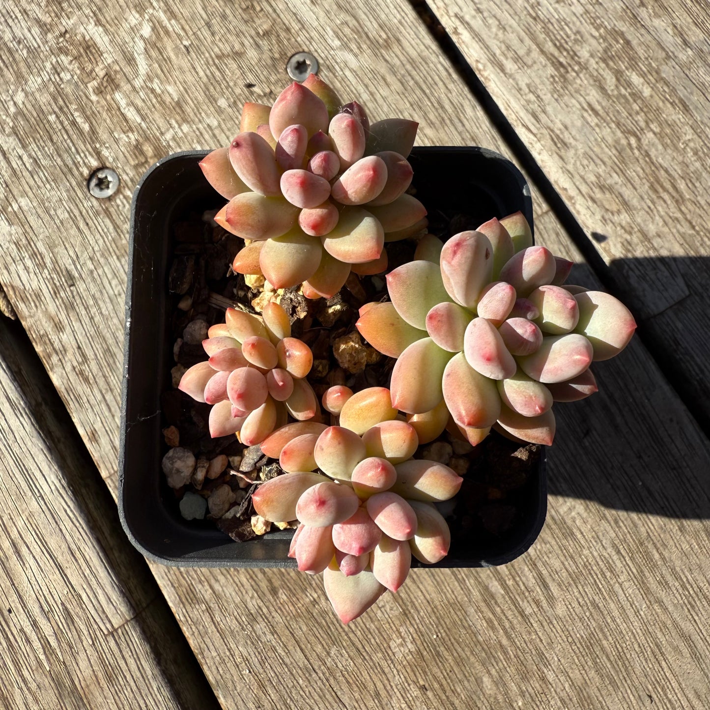 1305 Pachyveria Virgo