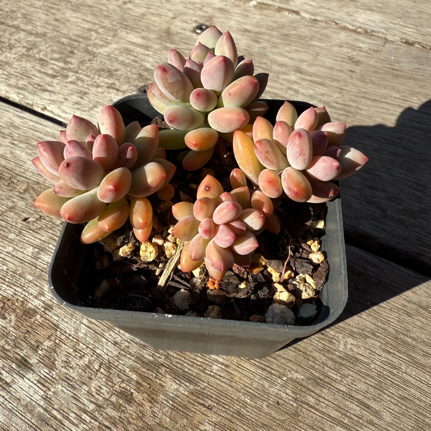 1305 Pachyveria Virgo