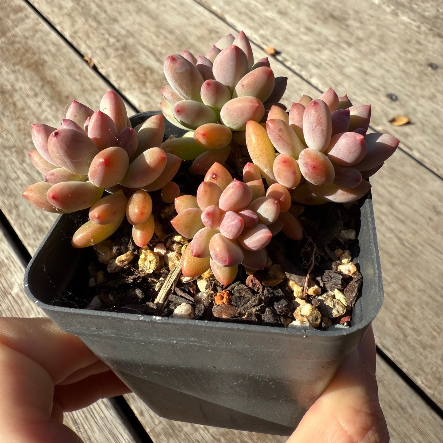 1305 Pachyveria Virgo
