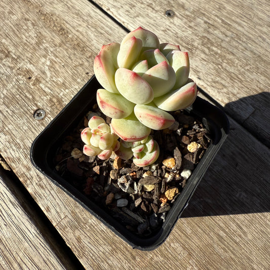 1305 Sedeveria Vanilla Bis