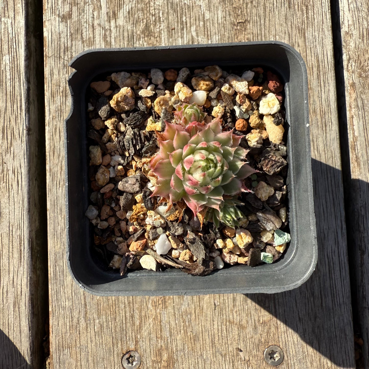 1305 Sempervivum Variegated 'Gold Dust' (with pups)