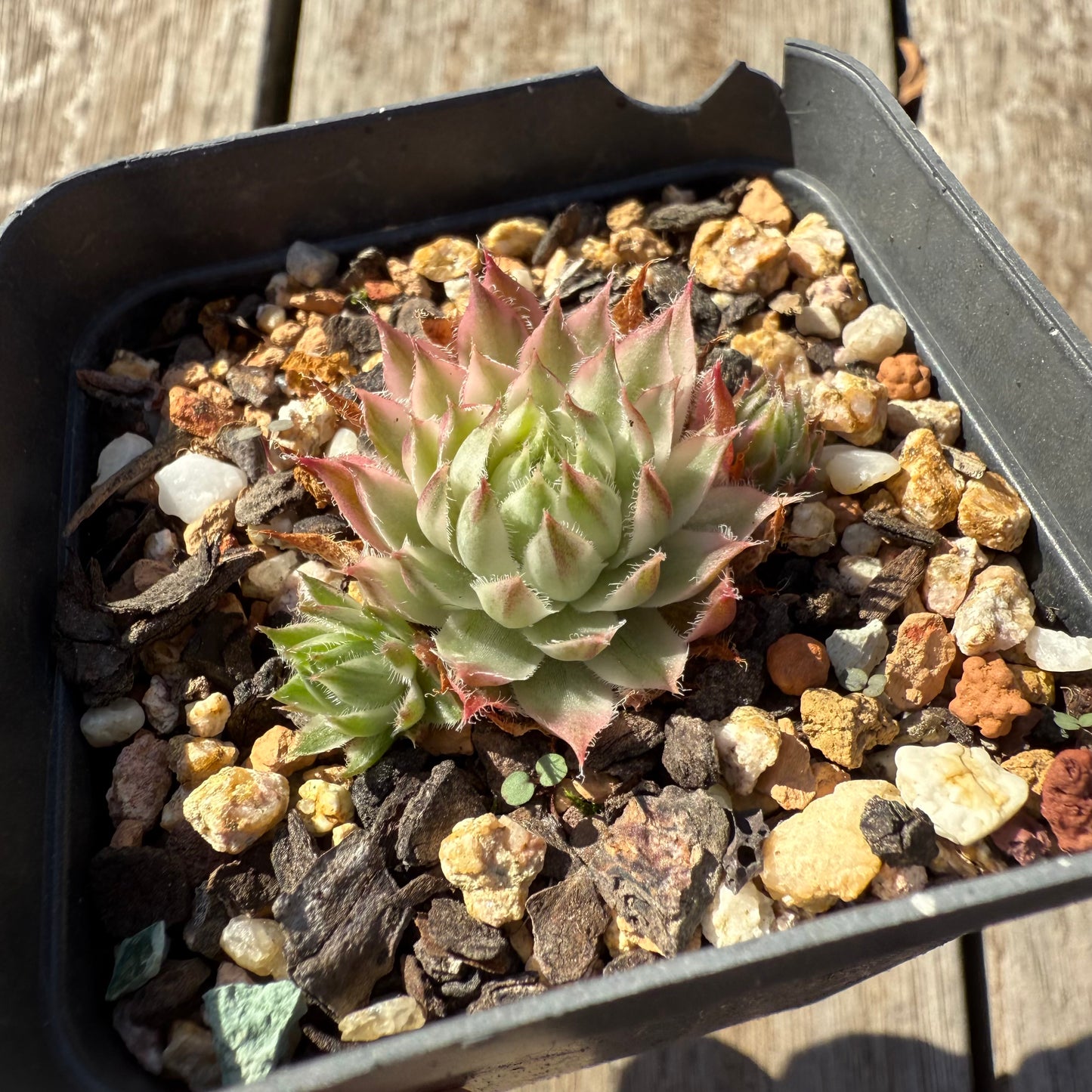1305 Sempervivum Variegated 'Gold Dust' (with pups)