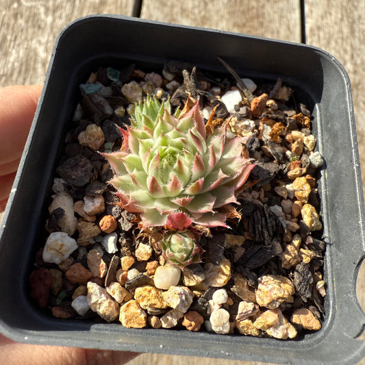 1305 Sempervivum Variegated 'Gold Dust' (with pups)