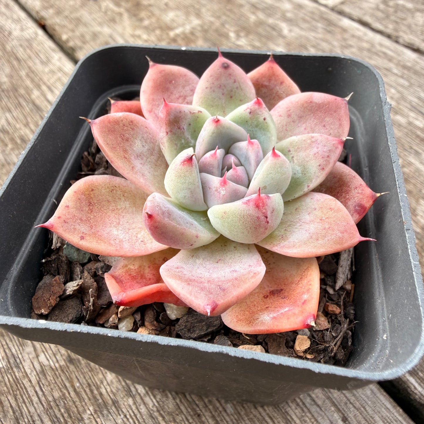 1307 Echeveria Alba Beauty