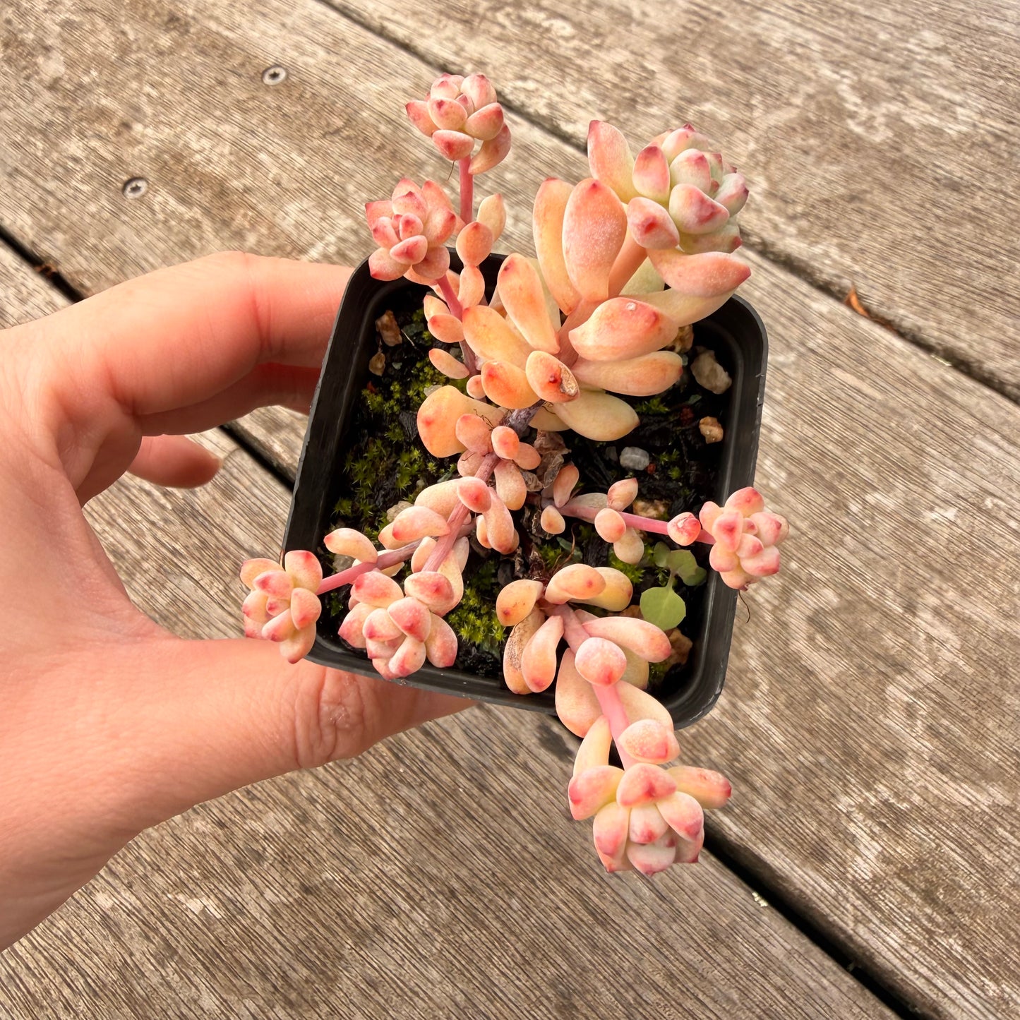 1307 Echeveria Caramel Spirit
